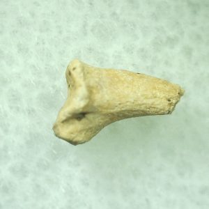 General Ice Age Mammal Claw Fossils From Florida For Sale #29