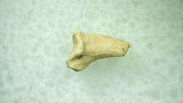 General Ice Age Mammal Claw Fossils From Florida For Sale #29