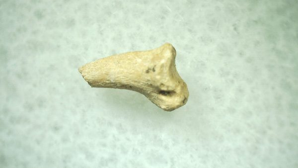 General Ice Age Mammal Claw Fossils From Florida For Sale #29a