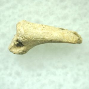 General Ice Age Mammal Claw Fossils From Florida For Sale #30