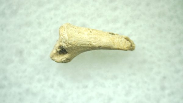 General Ice Age Mammal Claw Fossils From Florida For Sale #30