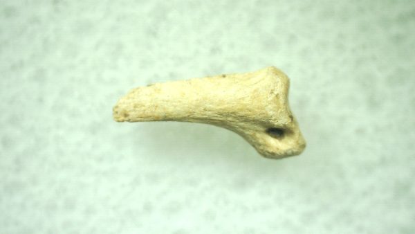 General Ice Age Mammal Claw Fossils From Florida For Sale #30a