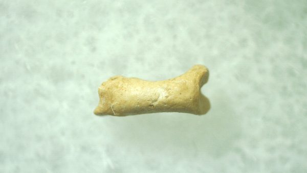 Ice Age Mammal (Toe Bone) Florida #33