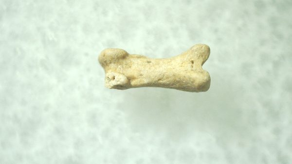 Ice Age Mammal (Toe Bone) Florida #33 - Image 2