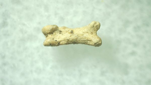 Ice Age Mammal (Toe Bone) Florida #34 - Image 2