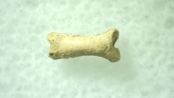 Ice Age Mammal (Toe Bone) Florida #35