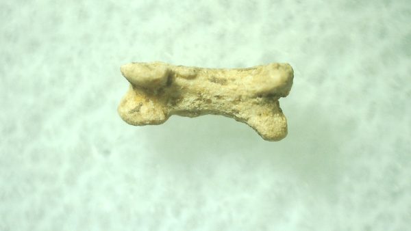 Ice Age Mammal (Toe Bone) Florida #35 - Image 2