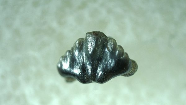 Genuine Miocene Age Ginglymostoma Nurse Shark Tooth Fossil for Sale from Florida #1