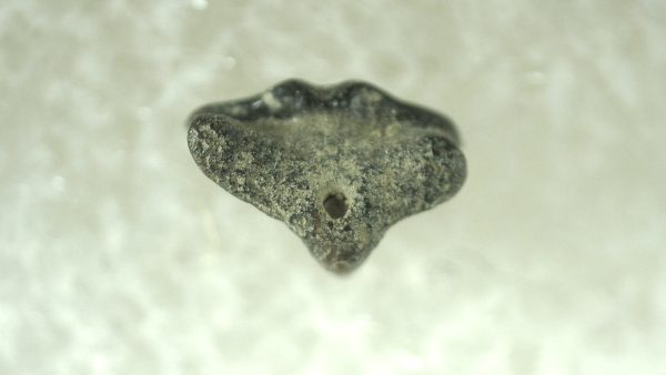 Genuine Miocene Age Ginglymostoma Nurse Shark Tooth Fossil for Sale from Florida #1a