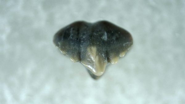 Genuine Miocene Age Ginglymostoma Nurse Shark Tooth Fossil for Sale from Florida #2