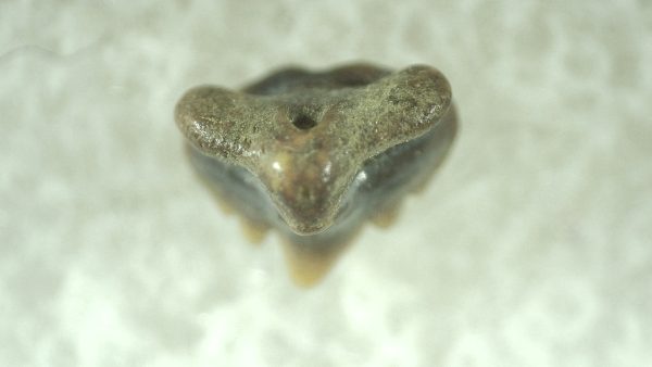 Genuine Miocene Age Ginglymostoma Nurse Shark Tooth Fossil for Sale from Florida #2a