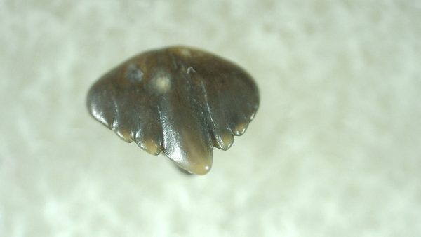 Genuine Miocene Age Ginglymostoma Nurse Shark Tooth Fossil for Sale from Florida #3