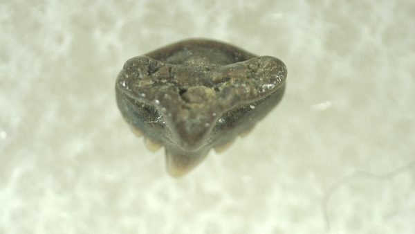 Genuine Miocene Age Ginglymostoma Nurse Shark Tooth Fossil for Sale from Florida #3a