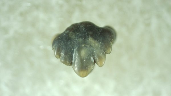 Genuine Miocene Age Ginglymostoma Nurse Shark Tooth Fossil for Sale from Florida #4