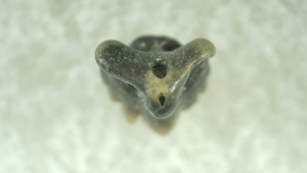 Genuine Miocene Age Ginglymostoma Nurse Shark Tooth Fossil for Sale from Florida #4a