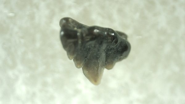 Genuine Miocene Age Ginglymostoma Nurse Shark Tooth Fossil for Sale from Florida #5