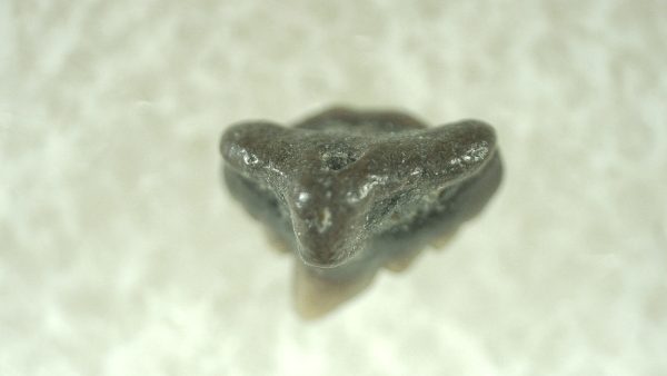 Genuine Miocene Age Ginglymostoma Nurse Shark Tooth Fossil for Sale from Florida #5a