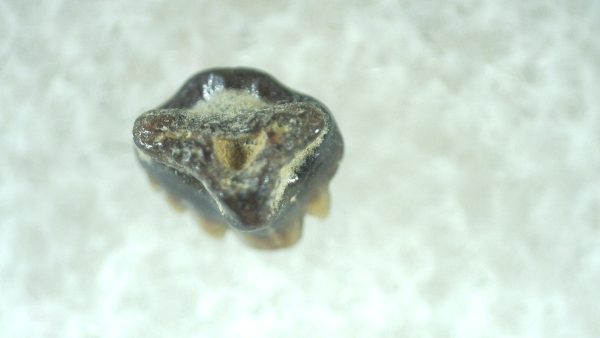 Genuine Miocene Age Ginglymostoma Nurse Shark Tooth Fossil for Sale from Florida #6a