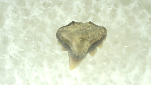 Genuine Miocene Age Ginglymostoma Nurse Shark Tooth Fossil for Sale from Florida #7