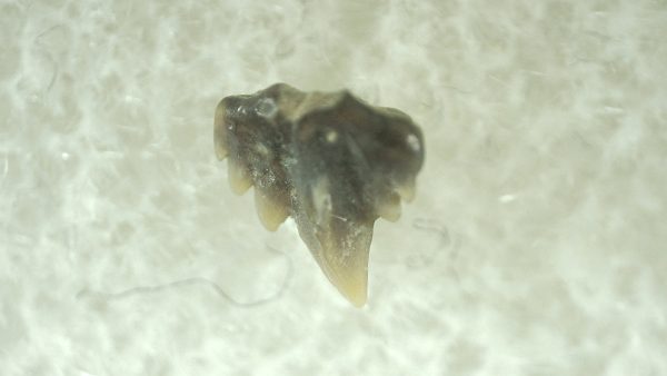 Genuine Miocene Age Ginglymostoma Nurse Shark Tooth Fossil for Sale from Florida #7a