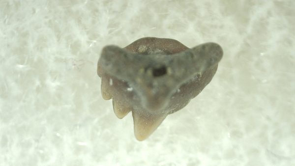 Genuine Miocene Age Ginglymostoma Nurse Shark Tooth Fossil for Sale from Florida #8