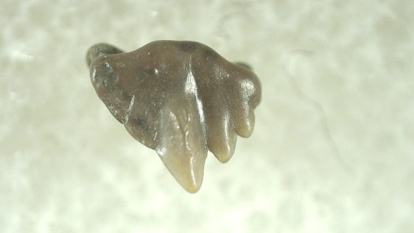 Genuine Miocene Age Ginglymostoma Nurse Shark Tooth Fossil for Sale from Florida #8a