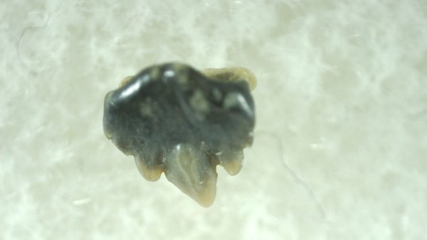 Genuine Miocene Age Ginglymostoma Nurse Shark Tooth Fossil for Sale from Florida #9