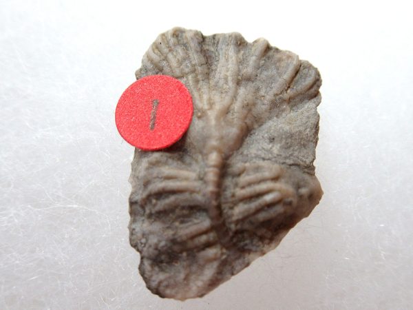 Genuine Mississippian Age Gilmore City Crinoid Fossil for Sale from Iowa #135