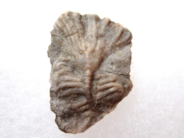 Genuine Mississippian Age Gilmore City Crinoid Fossil for Sale from Iowa #135a