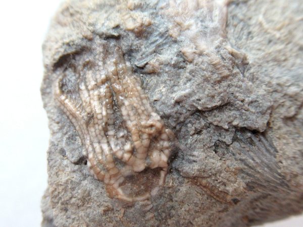 Genuine Mississippian Age Gilmore City Crinoid Fossil for Sale from Iowa #136a