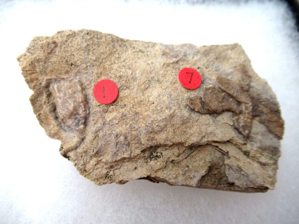 Genuine Mississippian Age Gilmore City Crinoid Fossil for Sale from Iowa #138