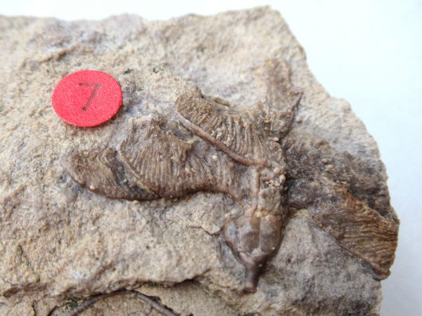 Genuine Mississippian Age Gilmore City Crinoid Fossil for Sale from Iowa #138b