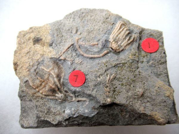 Genuine Mississippian Age Gilmore City Crinoid Fossil for Sale from Iowa #139