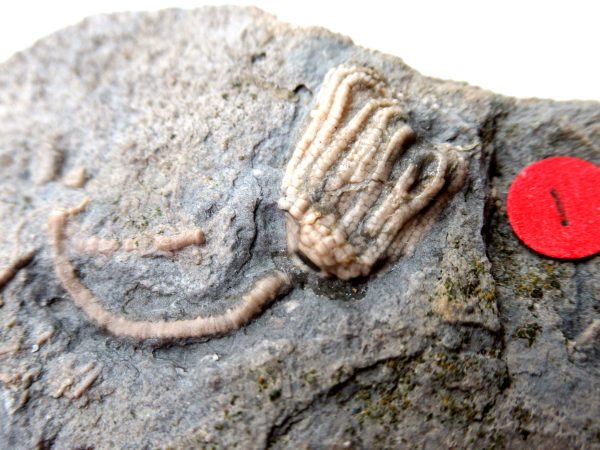 Genuine Mississippian Age Gilmore City Crinoid Fossil for Sale from Iowa #139b