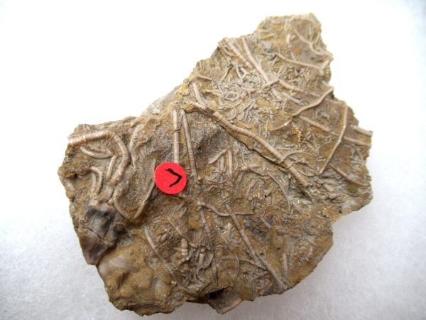 Genuine Mississippian Age Gilmore City Crinoid Fossil for Sale from Iowa #140