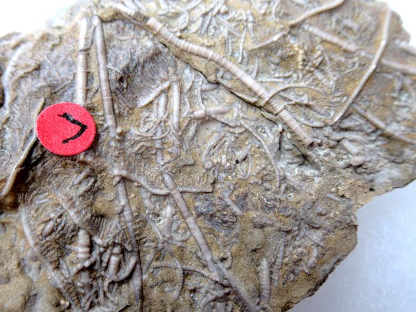 Genuine Mississippian Age Gilmore City Crinoid Fossil for Sale from Iowa #140b