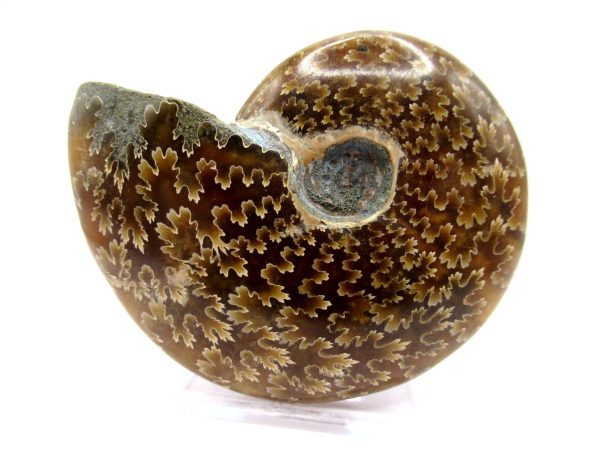 Genuine Cretaceous Age Ammonite Cleoniceras Whole Fossil for Sale from Madagascar #31