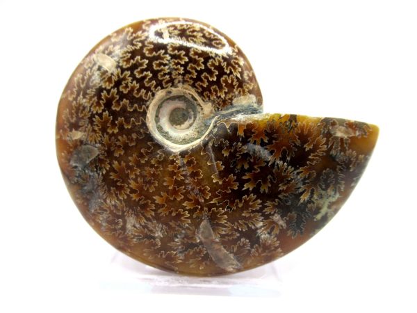 Genuine Cretaceous Age Ammonite Cleoniceras Whole Fossil for Sale from Madagascar #32