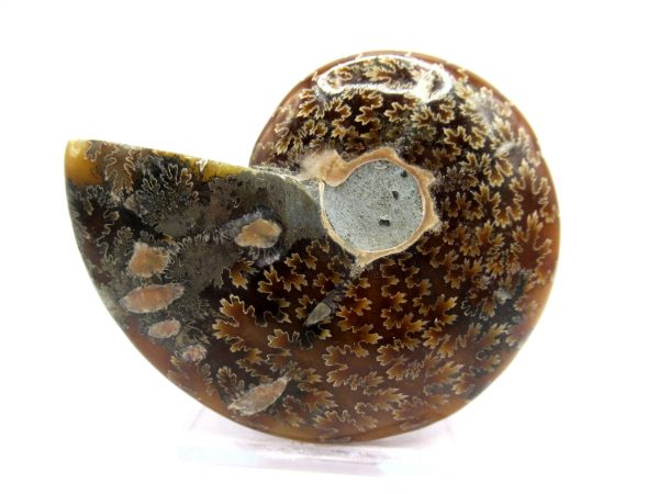 Genuine Cretaceous Age Ammonite Cleoniceras Whole Fossil for Sale from Madagascar #32a