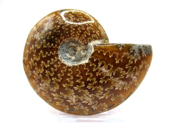 Genuine Cretaceous Age Ammonite Cleoniceras Whole Fossil for Sale from Madagascar #36