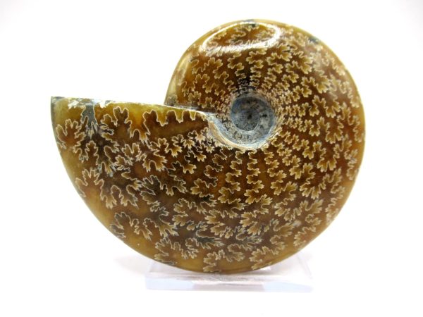 Genuine Cretaceous Age Ammonite Cleoniceras Whole Fossil for Sale from Madagascar #37