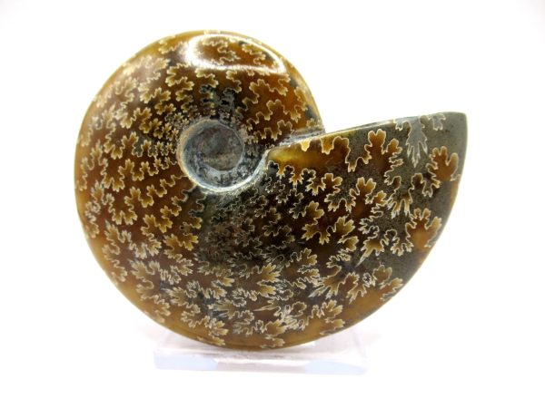 Genuine Cretaceous Age Ammonite Cleoniceras Whole Fossil for Sale from Madagascar #37a