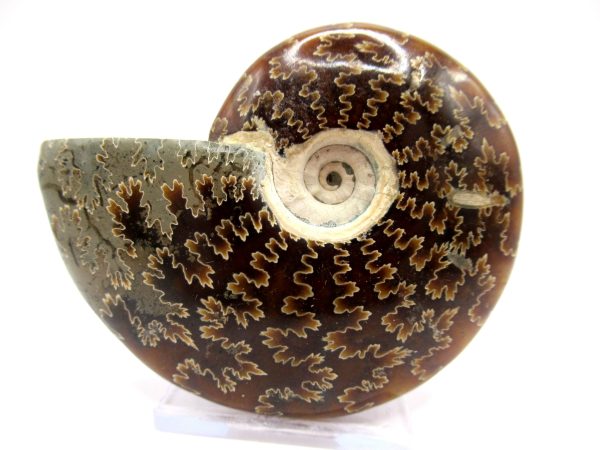 Genuine Cretaceous Age Ammonite Cleoniceras Whole Fossil for Sale from Madagascar #38