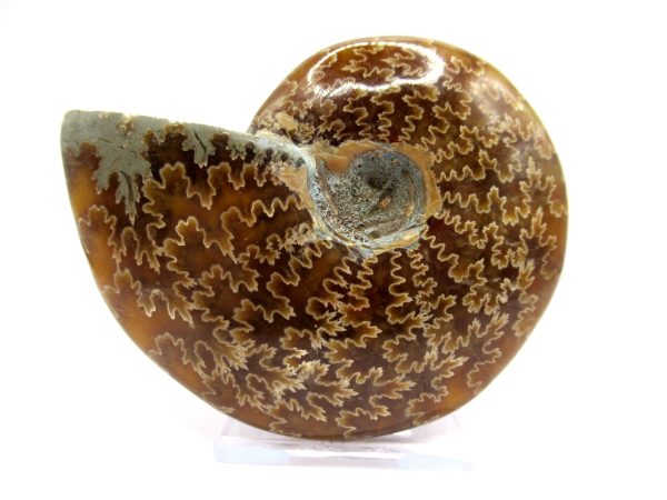 Genuine Cretaceous Age Ammonite Cleoniceras Whole Fossil for Sale from Madagascar #39