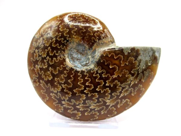 Genuine Cretaceous Age Ammonite Cleoniceras Whole Fossil for Sale from Madagascar #39a