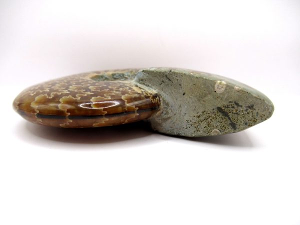 Genuine Cretaceous Age Ammonite Cleoniceras Whole Fossil for Sale from Madagascar #39b