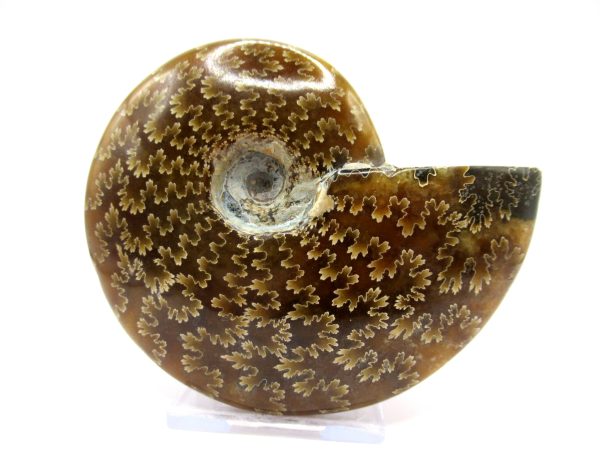 Genuine Cretaceous Age Ammonite Cleoniceras Whole Fossil for Sale from Madagascar #40a