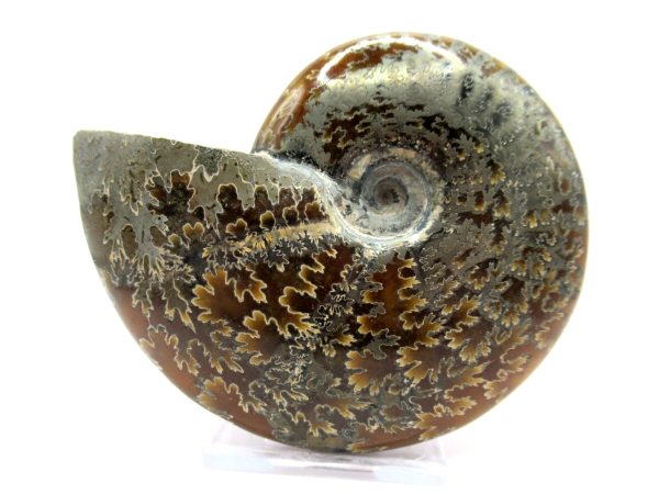 Genuine Cretaceous Age Ammonite Cleoniceras Whole Fossil for Sale from Madagascar #42