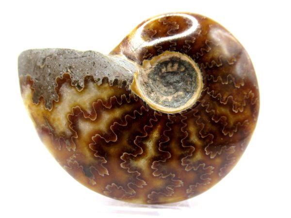 Genuine Cretaceous Age Ammonite Cleoniceras Whole Fossil for Sale from Madagascar #44