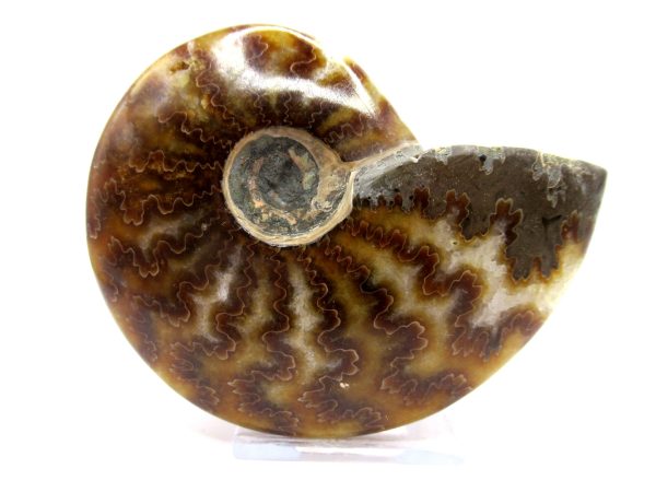 Genuine Cretaceous Age Ammonite Cleoniceras Whole Fossil for Sale from Madagascar #44a